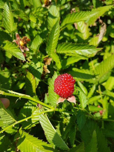  - Zmeur Capsun Japonez