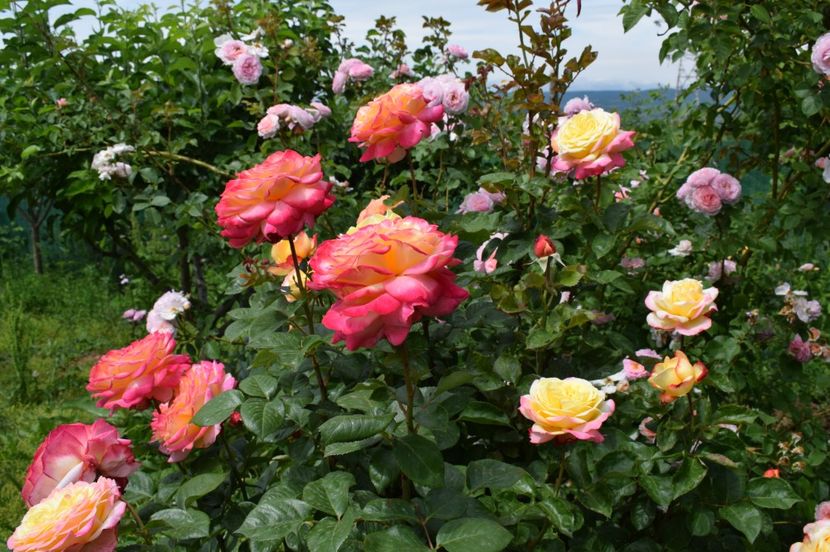  - TRANDAFIRI DE POVESTE I