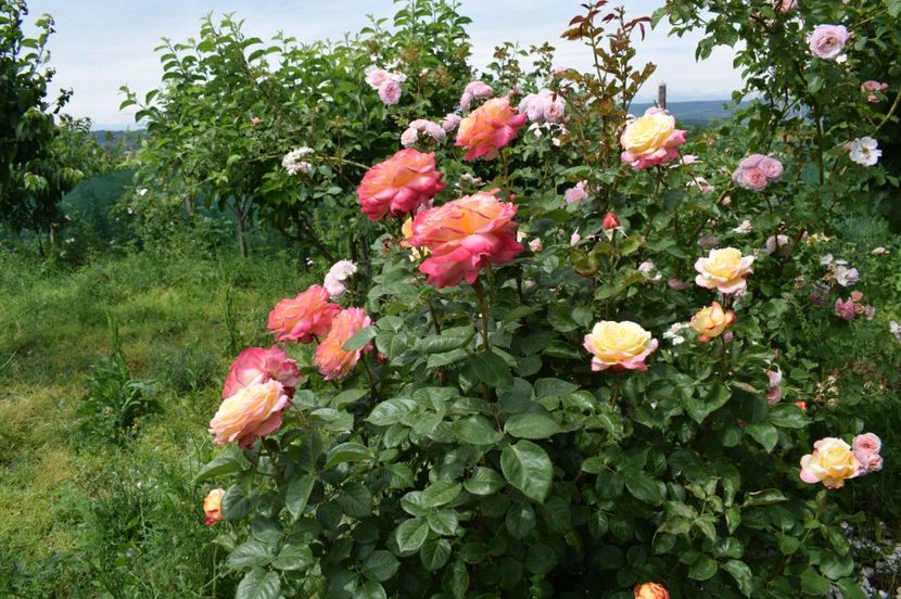  - TRANDAFIRI DE POVESTE I