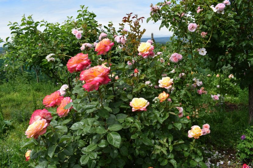  - TRANDAFIRI DE POVESTE I