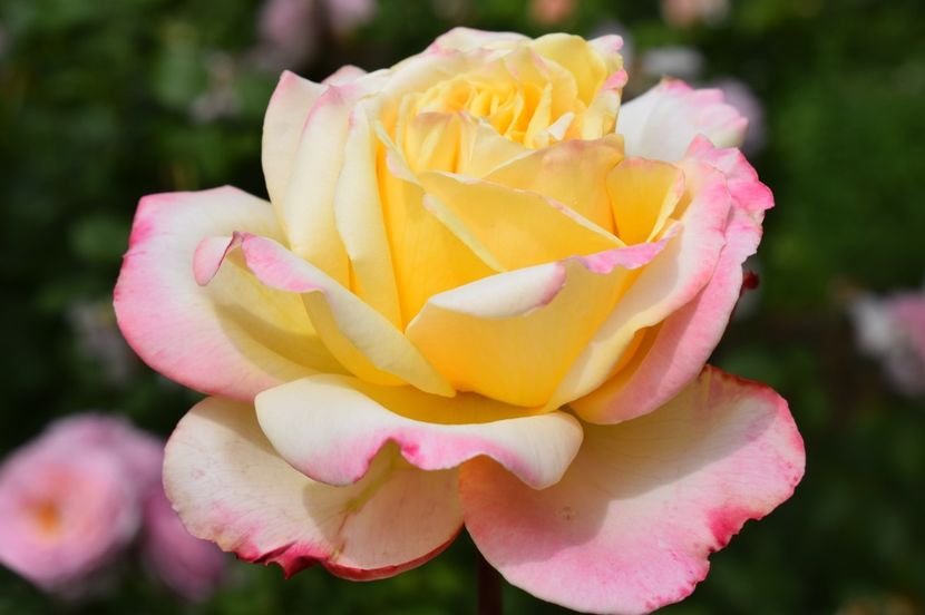  - TRANDAFIRI DE POVESTE I