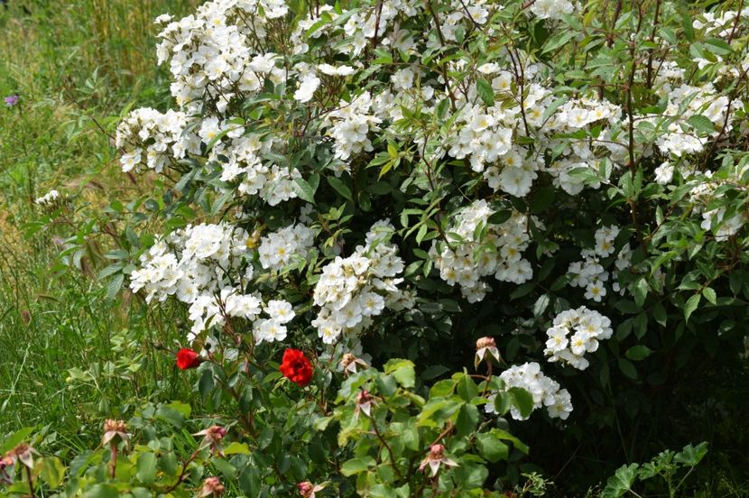  - TRANDAFIRI DE POVESTE I