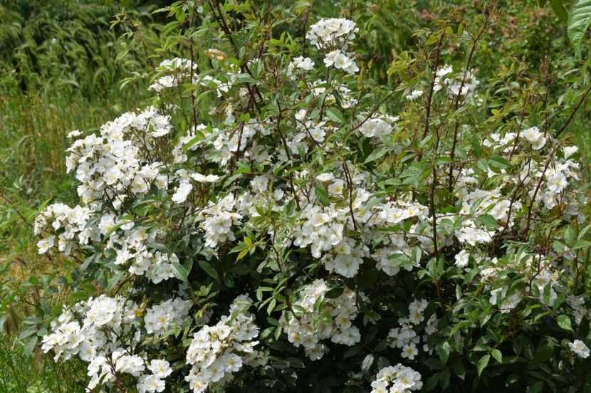  - TRANDAFIRI DE POVESTE I