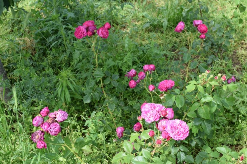  - TRANDAFIRI DE POVESTE I