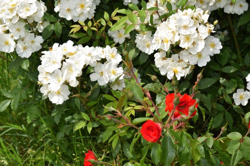  - TRANDAFIRI DE POVESTE I