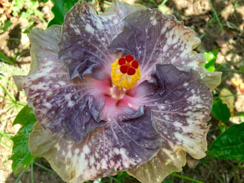  - PM Midnight Fantasy