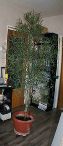 copacul creion - Euphorbia tirucalli