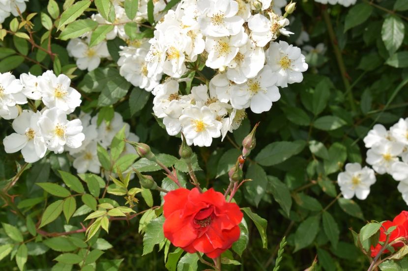  - TRANDAFIRI DE POVESTE I