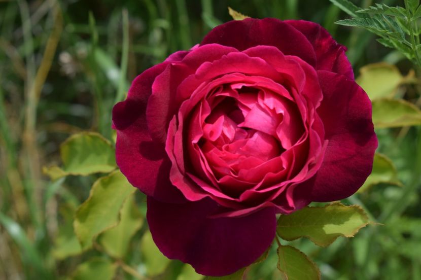  - TRANDAFIRI DE POVESTE I