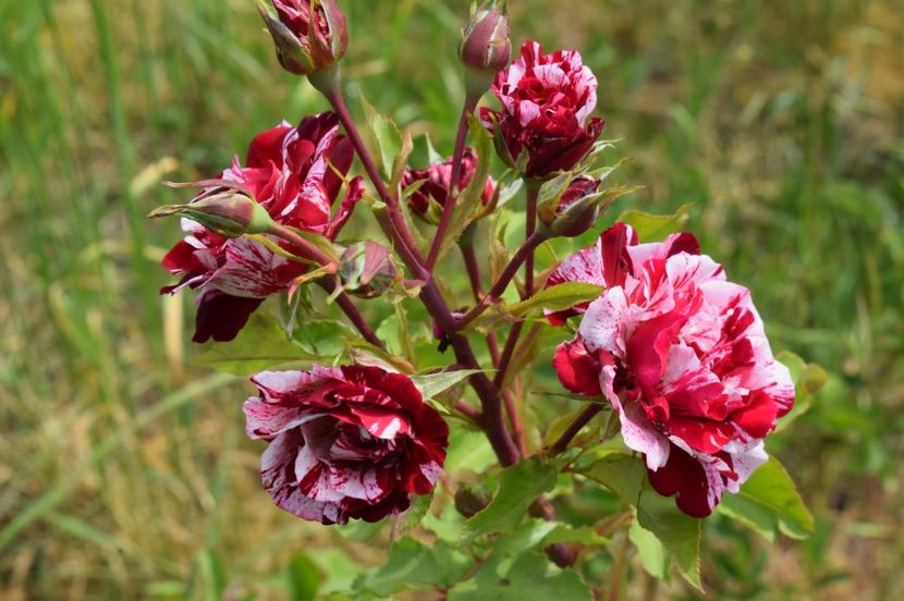  - TRANDAFIRI DE POVESTE I