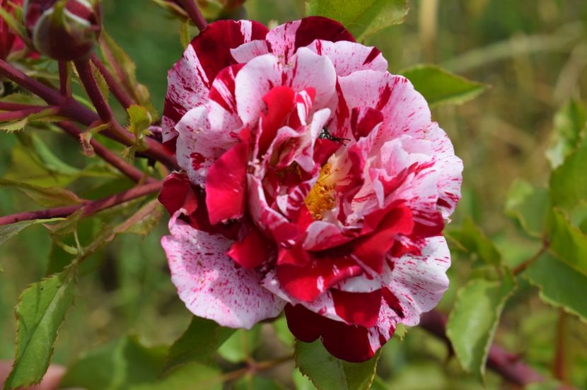  - TRANDAFIRI DE POVESTE I