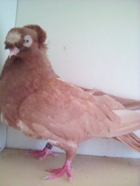  - BIMOTATI DE ARDEAL