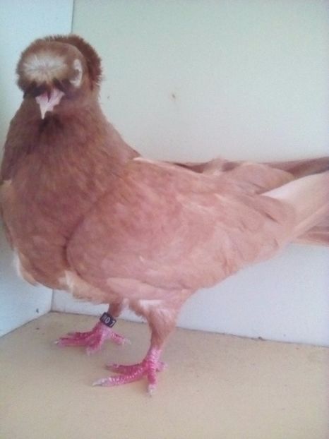  - BIMOTATI DE ARDEAL