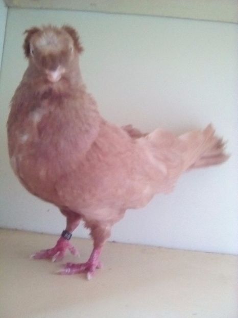  - BIMOTATI DE ARDEAL