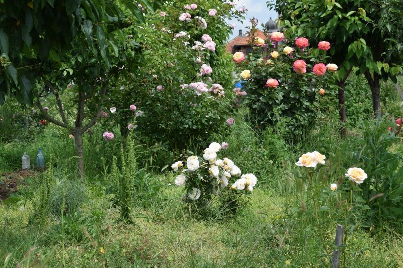  - TRANDAFIRI DE POVESTE I