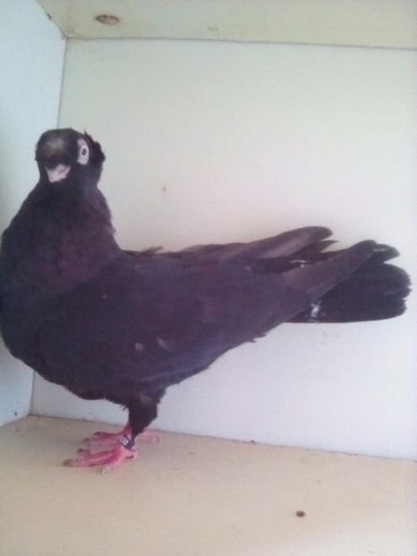  - BIMOTATI DE ARDEAL