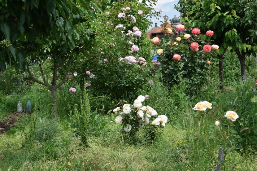  - TRANDAFIRI DE POVESTE I