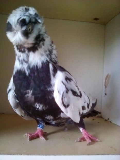  - BIMOTATI DE ARDEAL