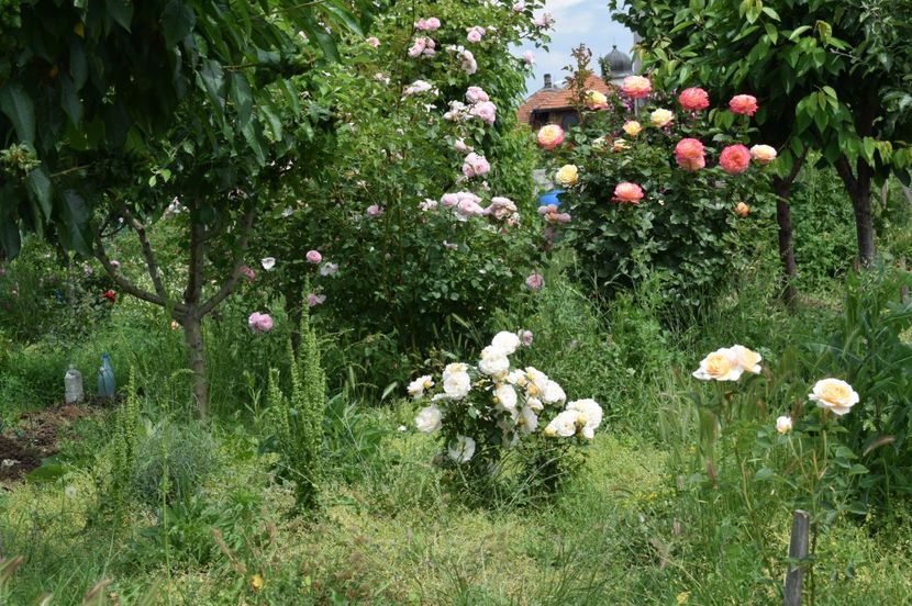  - TRANDAFIRI DE POVESTE I