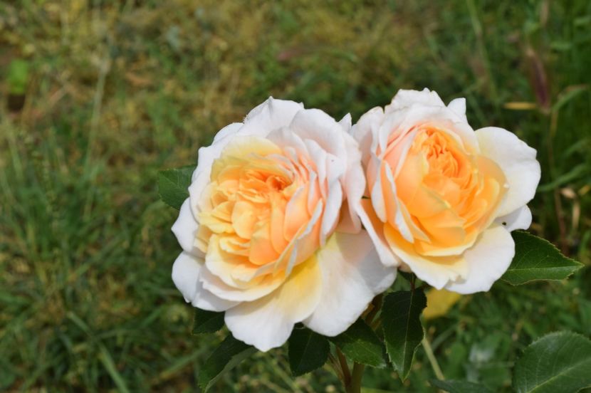  - TRANDAFIRI DE POVESTE I