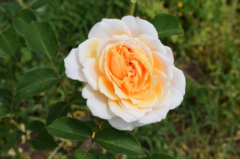  - TRANDAFIRI DE POVESTE I