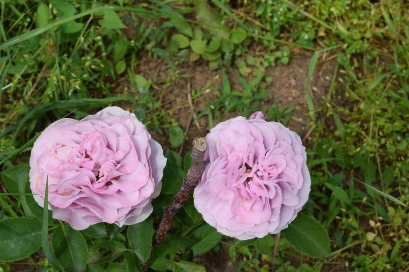  - TRANDAFIRI DE POVESTE I