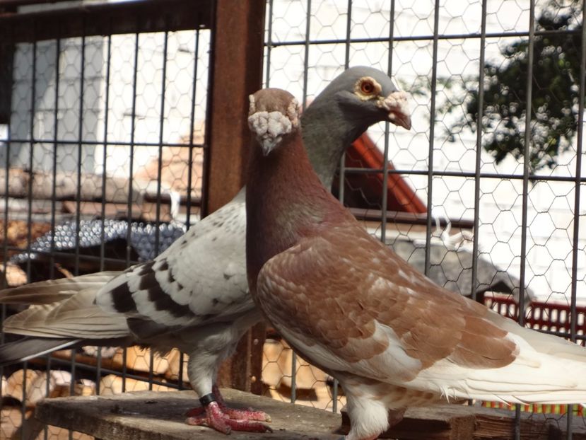 PERECHEA 5. - 05-VOIAJORI STIL VECHI 2016-2020