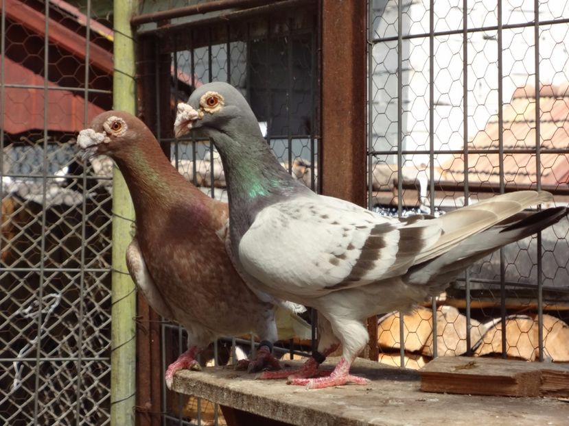 2018 - 05-VOIAJORI STIL VECHI 2016-2020