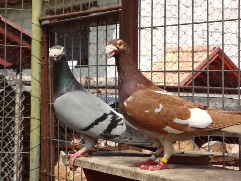  - 05-VOIAJORI STIL VECHI 2016-2020