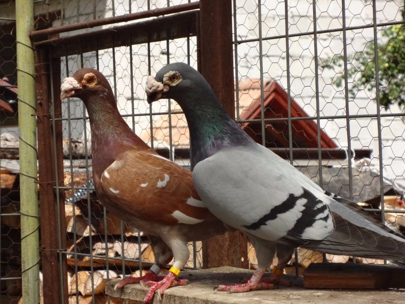 2018 - 05-VOIAJORI STIL VECHI 2016-2020