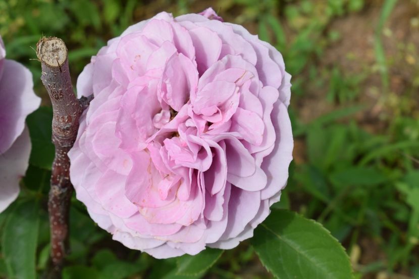  - TRANDAFIRI DE POVESTE I