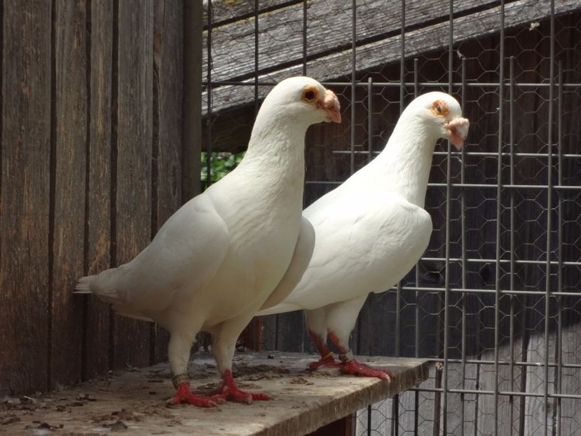 PERECHEA 13. - 05-VOIAJORI STIL VECHI 2016-2020