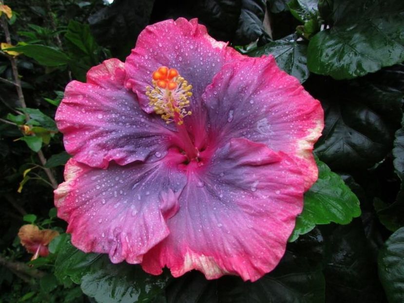  - Purple Pashmina II