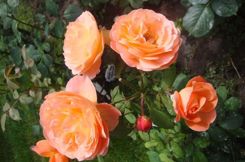  - Lady Emma Hamilton