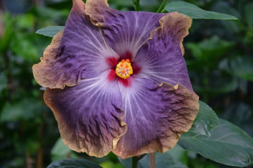  - RK Magical Evening