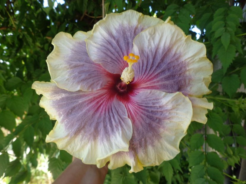  - HIBISCUS TAHITIAN TAUI