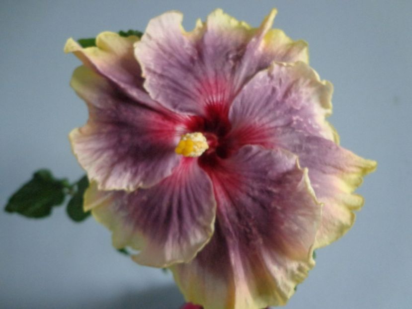  - HIBISCUS TAHITIAN TAUI