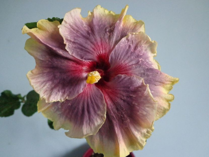  - HIBISCUS TAHITIAN TAUI