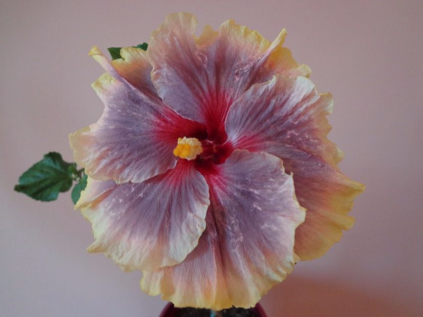  - HIBISCUS TAHITIAN TAUI