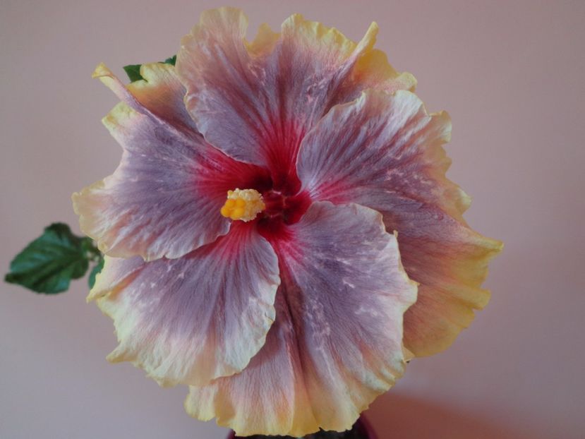  - HIBISCUS TAHITIAN TAUI