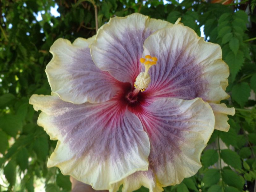  - HIBISCUS TAHITIAN TAUI