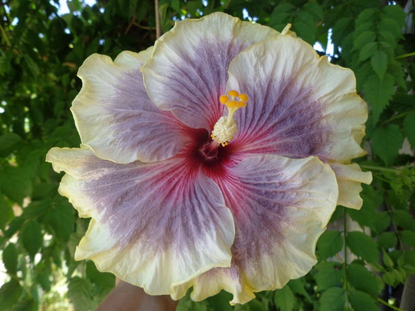  - HIBISCUS TAHITIAN TAUI