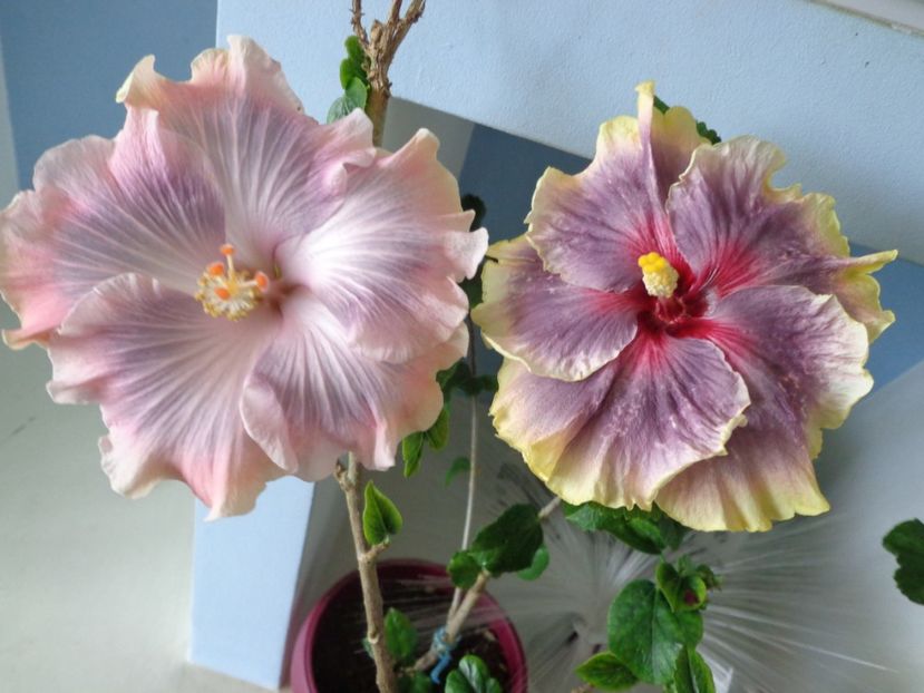  - A- HIBISCUS 2017