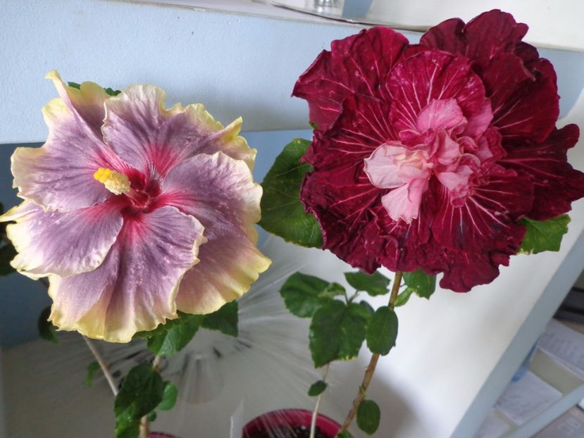  - A- HIBISCUS 2017