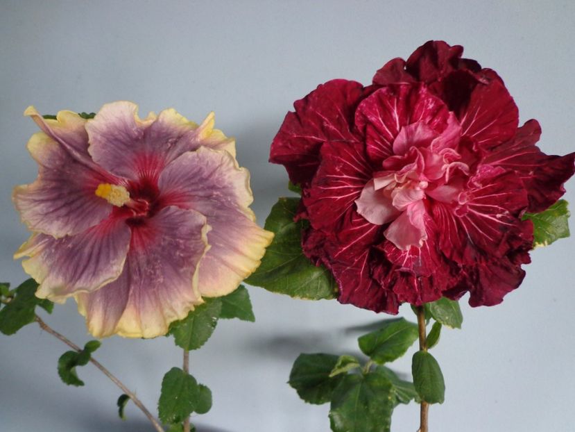  - A- HIBISCUS 2017
