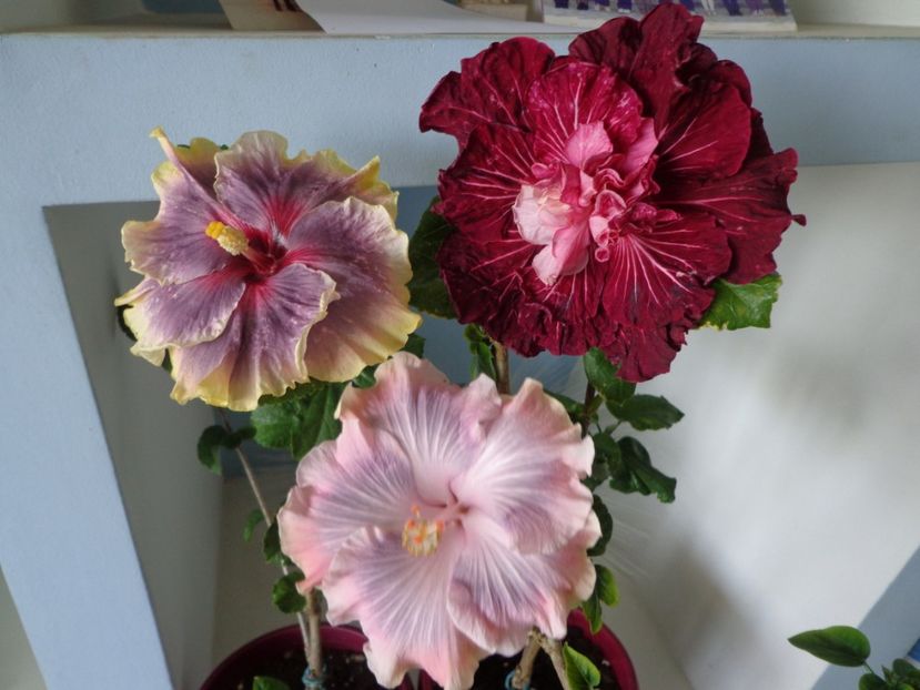  - A- HIBISCUS 2017