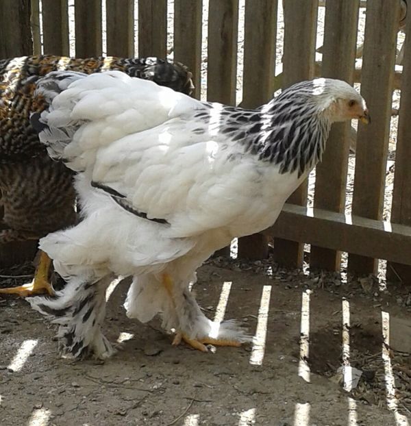 20170709_150612-1 - Pui brahma 2017