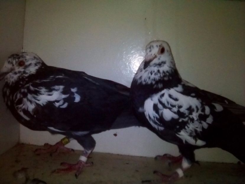  - VOIAJORI LE PIETRAIN