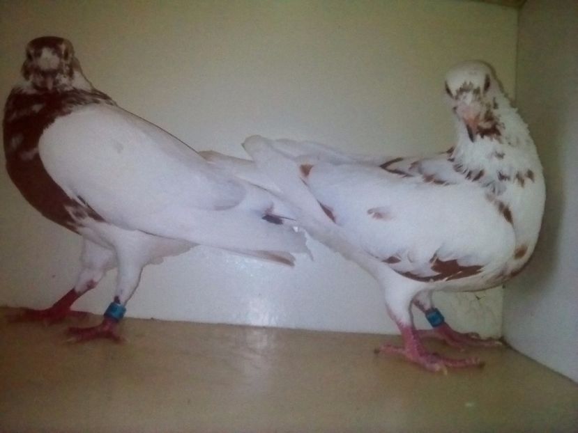  - VOIAJORI MEULEAMANS