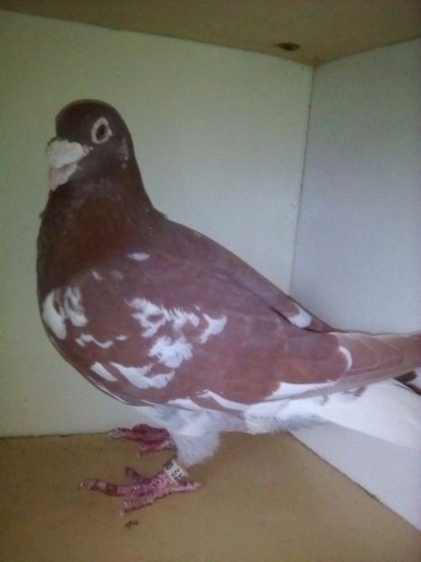  - VOIAJORI MEULEAMANS